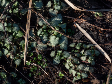 Spotted dead-nettle (Lamium maculatum) 'Red nancy'  emerging in early spring. Low-growing, carpet of...