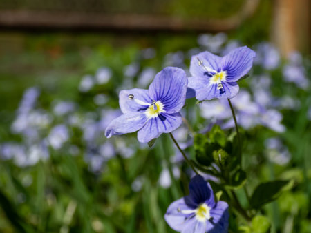 Slender, creeping threadstalk speedwell or Whetzel weed (Veronica filiformis) flowering with four-lobed blueish with white tip flowersの写真素材