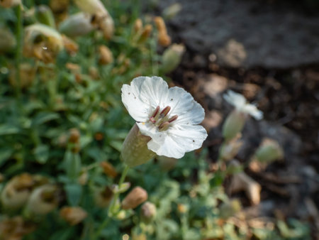 Mat-forming plant Sea Campion (Silene uniflora) blooming with solitary, white flowers with five deeply notched petals, the 5 sepals fused and inflated to form a bladderの写真素材