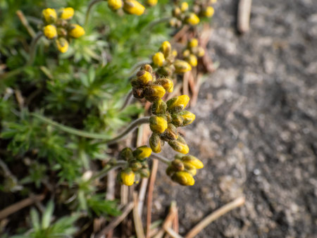 Macro shot of small buds of delicate yellow flowers of the Yellow Whitlow Grass (Draba sp.) in...