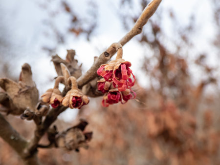 Closeup shot of red blooms on naked branches of witch-hazel cultivar (Hamamelis x intermedia) in early springの写真素材