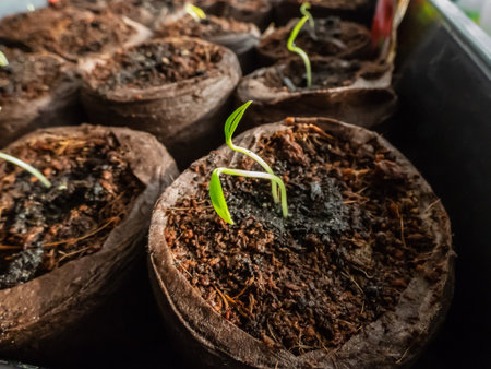Home-grown small, green pepper plants growing in soil pots on a window sill. Indoor gardening and germinating seedlings. Food growing from seedsの写真素材