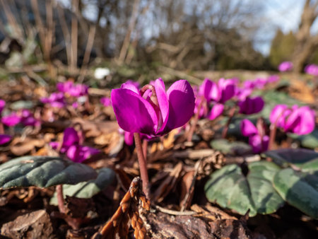 Close-up of the Persian violet, sowbread, Eastern cyclamen, round-leaved cyclamen (Cyclamen coum) with heart-shaped, glossy leaves and small, rosy-purple flowers blooming in early springの写真素材