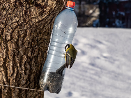 The Great tit (Parus major) visiting bird feeder made from reused plastic bottle with grains on a sunny day in winter. Bird feeder bottle hanging in the tree. DIY plastic bottle feederの写真素材