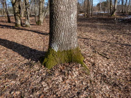 View of a tree covered with overgrown green moss in early winter surrounded with dry leaves and...