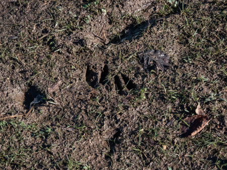 Close-up of footprints of roe deer (Capreolus capreolus) in very deep and wet mud after running over the wet soil in bright sunlight. Animal presence and trailの写真素材