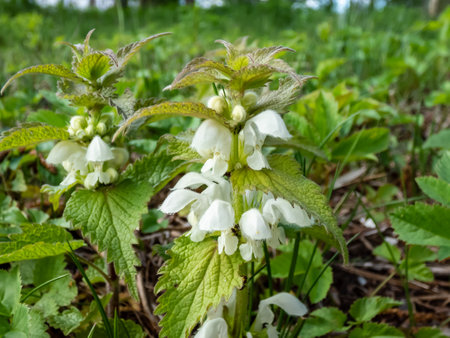 The white nettle or white dead-nettle (Lamium album) flowering with white flowers in grassland surrounded with green vegetation in summerの写真素材