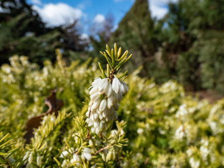 Macro of the Heather (Erica carnea) 'Golden Starlet' with lime-green foliage flowering with pure white flowers in short racemes in springの写真素材