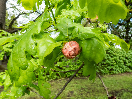 Young gall of gall wasp (Biorhiza pallida) on English oak (Quercus robur). Formed after the wasp lays eggs inside leaf buds and the plant tissues swell as the larvae of the gall wasp develop insideの写真素材