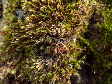 Close-up shot of a red and black firebug (Pyrrhocoris apterus) in the early spring crawling on green...