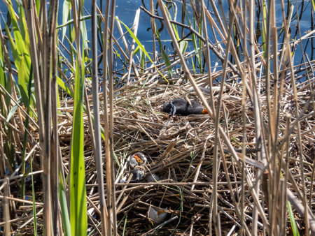 Damaged nest with broken eggs and newborn chicks of the Eurasian coot or common coot (Fulica atra) in springの写真素材