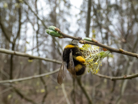 Macro shot of the buff-tailed bumblebee or large earth bumblebee (bombus terrestris) on a flowering catkin covered with pollen outdoors in early springの写真素材
