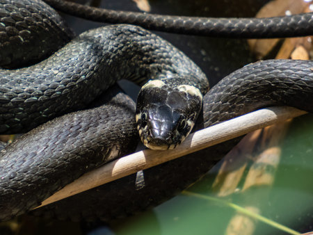 Close-up shot of Black grass snake (Natrix natrix) in the pond among water vegetation in sunlight....