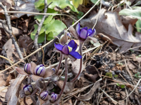 Common hepatica (Anemone hepatica or Hepatica nobilis) blooming with purple flowers in bright...