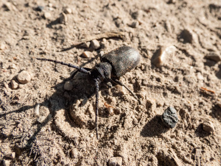 Close-up shot of the weaver beetle (Lamia textor) on the sandy ground in bright sunlight in summer