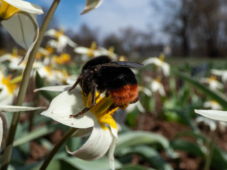 Macro shot of the Red-tailed bumblebee (Bombus lapidarius) on the Botanical Tulip or Turkestan tulip (Tulipa turkestanica) flowering with star-shaped flowersの写真素材