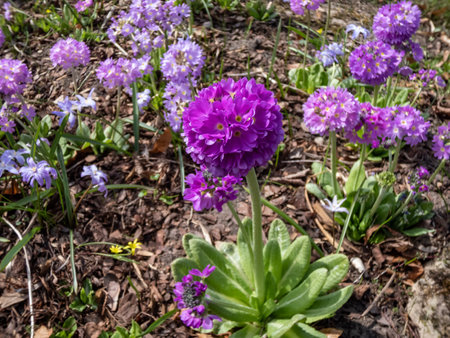 Close-up of drumstick primula (Primula denticulata) with pale and deep purple flowers with a yellow eye in dense rounded heads on the erect stems in garden in springの写真素材