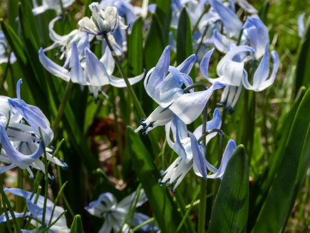 Close-up shot of the ornamental plant - Scilla rosenii bearing racemes of star-shaped, very pale blue six-stellate flowers in bright sunlightの写真素材