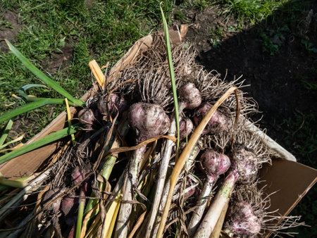 Close-up shot of harvested garlic bulbes with garliv cloves with roots placed in a cardboard box for drying. Harvest of garlic from the garden in Julyの写真素材