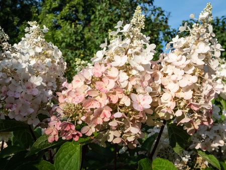 Panicle Hydrangea (Hydrangea paniculata) 'Pinky Winky' with large white panicles in mid summer, the florets at the base of the panicles turn pink in end of summerの写真素材