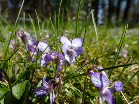 Close-up shot of the Common dog-violet or wood violet (Viola riviniana) with dark green, heart shaped leaves flowering with violet coloured flowers in summerの写真素材