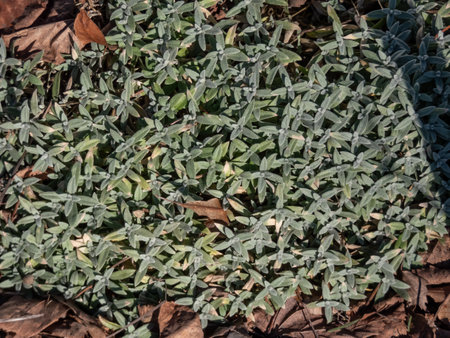 The boreal chickweed (Cerastium biebersteinii) in early spring with whitish, flat, linear prolonget, acute leaves as ground coverの写真素材
