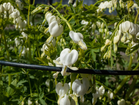 White bleeding heart (Dicentra spectabilis) 'Alba' with divided, light green foliage and arching sprays of pure white, heart-shaped flowers with protruding white petals, which dangle above the foliage in the gardenの写真素材