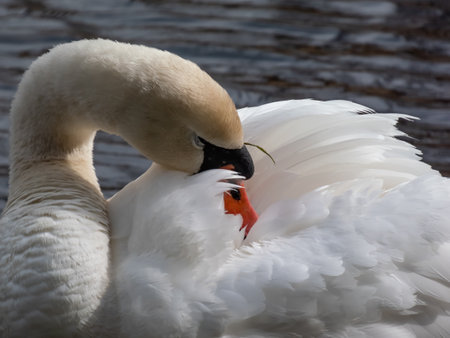 Close-up of the adult mute swan (cygnus olor) cleaning it's feathers near a lake in sunlight with dark water backgroundの写真素材