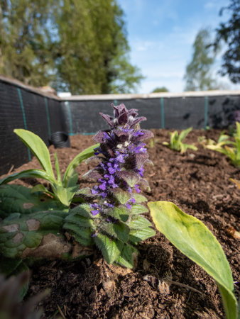 Pyramidal bugle (Ajuga pyramidalis) 'Purple Crispa' with the pale blue-violet, spiked inflorescence blooms in bright sunlightの写真素材