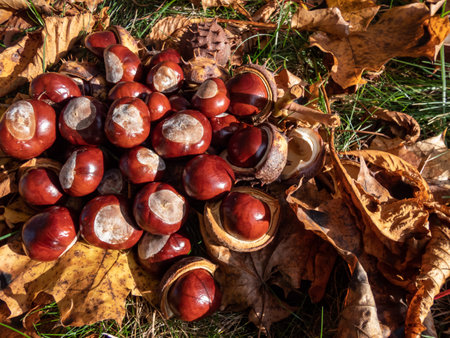 Close-up of a pile of fresh horse chestnuts (Aesculus hippocastanum) among dry leaves. Autumn background with ripe brown horse chestnut and prickly shell on the topの写真素材