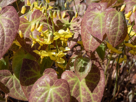 The Barrenwort (Epimedium perralichicum) 'Frohnleiten' flowering with clusters of bright yellow flowers in park in springの写真素材