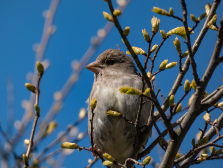 Beautiful close-up shot of female House Sparrow (Passer domesticus) sitting on a tree branch with small leaf buds in spring blue sky backgroundの写真素材