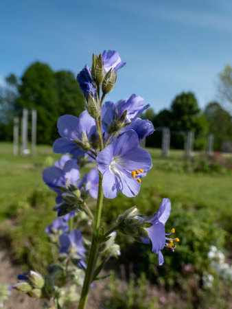 Jacob's-ladder or Greek valerian (Polemonium caeruleum) flowering with cup-shaped blue and white flowers in the garden in summerの写真素材