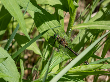 Close-up shot of the Downy emerald (Cordulia aenea) in metallic green and bronze in color and bright shiny green eyes on a plant in a meadowの写真素材