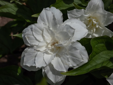 American wake-robin (Trillium grandiflorum) 'Snow bunting' flowering with solitary, white, fully double flowers in the garden in summerの写真素材