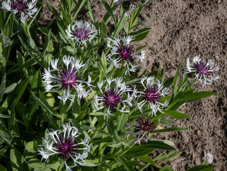 Close-up shot of the Mountain cornflower Centaurea montana 'Purple heart' flowering with white, spidery flowerhead with a violet-purple center in the gardenの写真素材