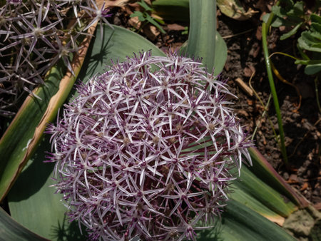 Close-up shot of the Allium pseudobodeanum flowering with big, purple, star shaped flowers arranged in big flower heads in the garden in bright sunlightの写真素材