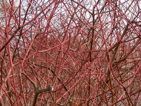 The red-barked, white or Siberian dogwood (Cornus alba) in winter with bright red stems in autumn and winterの写真素材
