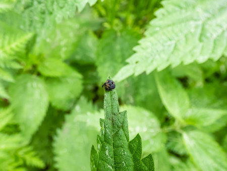 Close-up shot of the figwort weevil (Cionus scrophulariae) sitting on a green leaf. Dark coloured, almost black, covered in a shiny and sticky secretion with a dark spot on backの写真素材