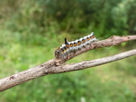 Macro shot of the caterpillar of the grey dagger (Acronicta psi) on a branch outdoors in bright...