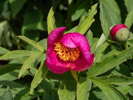Macro shot of Dwarf common Peony (paeonia humilis) flower. Single bloom of bright magenta-red petals appear in mid spring, surrounding a yellow tuft of stamensの写真素材