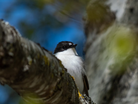 Close-up shot of the breeding male of European pied flycatcher (Ficedula hypoleuca) with black feathers above and white below and a large white wing patch sitting on a tree branchの写真素材