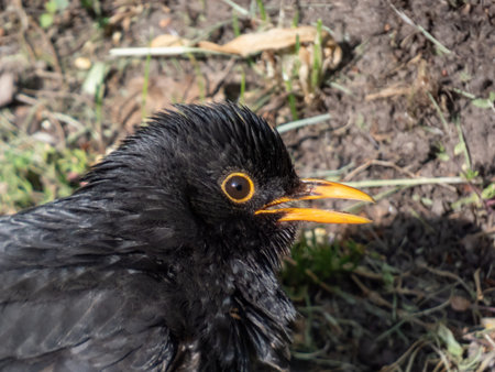 Close-up shot of the common blackbird (Turdus merula) with black plumage and bright yellow eye-ring...