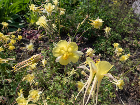 Aquilegia chrysantha 'Yellow Queen' (Golden Columbine) flowering with large bright golden yellow flowers with very long, outward curving spurs and a bouquet of yellow anthersの写真素材