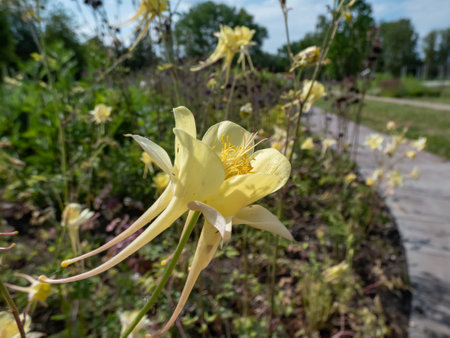 Aquilegia chrysantha 'Yellow Queen' (Golden Columbine) flowering with large bright golden yellow flowers with very long, outward curving spurs and a bouquet of yellow anthersの写真素材
