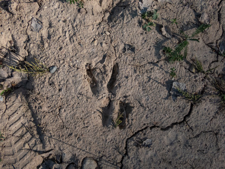 Close-up of footprint of a Roe deer (Capreolus capreolus) in very deep and dried mud in the countrysideの写真素材