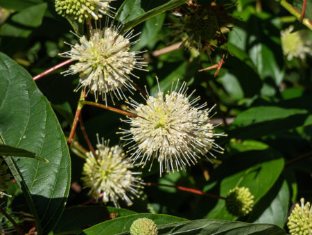 Flowering plant buttonbush, button-willow or honey-bells (Cephalanthus occidentalis) blooming in...