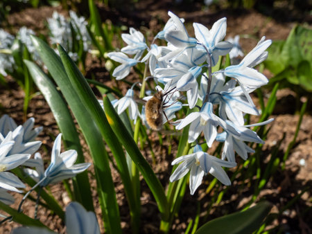 Close-up of the Large bee-fly, the dark-edged bee-fly or the greater bee fly (Bombylius major) with its long rigid proboscis in the front of the head used to feed on the nectarの写真素材