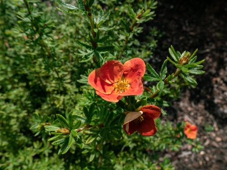 Shrubby Cinquefoil (Pentaphylloides or Potentilla fruticosa) 'Red robin' with small leaves composed of five leaflets and red flowers, pale yellow on the reverse, in summer and early autumnの写真素材