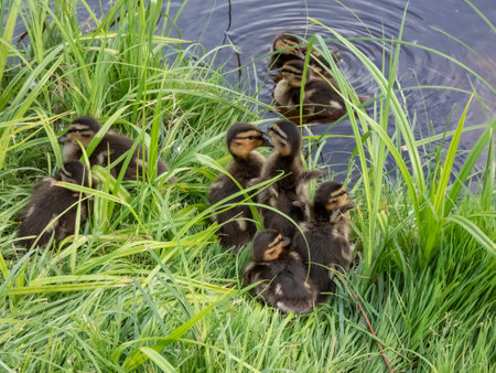 Close-up of a small, fluffy ducklings of mallard or wild duck (Anas platyrhynchos) lying and sleeping in green grass in bright sunlight near the pondの写真素材